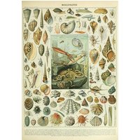 Puzzle Illustration du Nouveau Larousse Illustré : Mollusques, XIXè Siècle