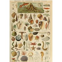 Puzzle Illustration du Larousse pour Tous : Mollusques, XIXè Siècle