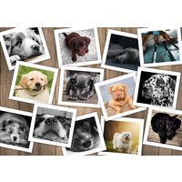 Puzzle Chiens Grafika