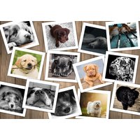 Puzzle Chiens Grafika