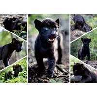 Puzzle Le Dernier Jaguar Nathan