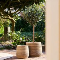 Click to view product details and reviews for Artificial Green Olive Tree. Click to view product details and reviews for Artificial Green Olive Tree.