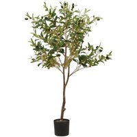 Click to view product details and reviews for Morgan Olive Small Tree. Click to view product details and reviews for Morgan Olive Small Tree.