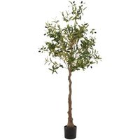 Click to view product details and reviews for Morgan Olive Tree. Click to view product details and reviews for Morgan Olive Tree.