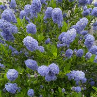 Ceanothus Yankee Point (4.5L Pot)