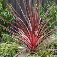 Cordyline Charlie Boy (4.5L Pot)