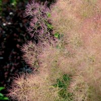 Cotinus Magical Torch (3L Pot)