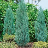Juniperus Blue Arrow (4.5L Pot)