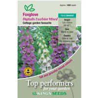 Foxglove Excelsior Mixed