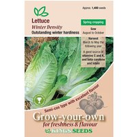Lettuce Winter Density