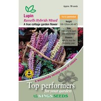 Lupins Russell Hybrids Mix