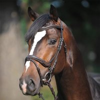 Kavalkade Trensenzaum „Ivy“ braun – VB Kavalkade Trensenzaum „Ivy“ braun – VB