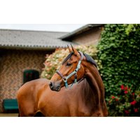 Horseware Ireland Halfter Signature Competition „Brown, Blue & Haze“ – Warmblut (Full) Horseware Ireland Halfter Signature Competition „Brown, Blue & Haze“ – Warmblut (Full)