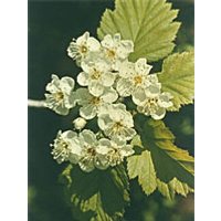 MSA CRATAEGUS OXYACA 50ML MSA CRATAEGUS OXYACA 50ML-900114707