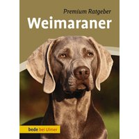 Weimaraner