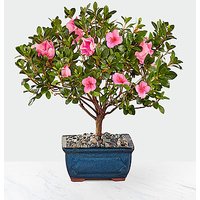 Blooming Azalea Bonsai - FedEx