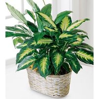 FTD Spathiphyllum and Dieffenbachia