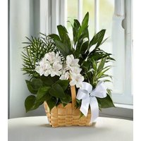 Peace and Serenity Dishgarden