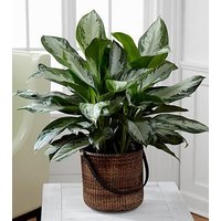 Chinese Evergreen Plant