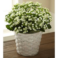 White Kalanchoe