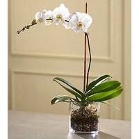 FTD White Orchid Planter