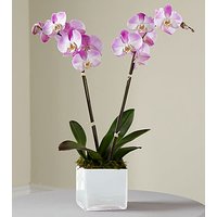 Pink Orchid Planter
