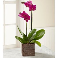 Fuchsia Phalaenopsis Orchid