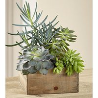 Southwest Sophistication Dishgarden