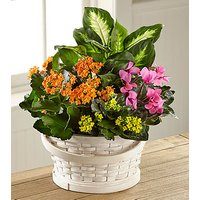 Color Crush Dishgarden