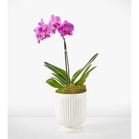 Friendly Fuchsia Orchid