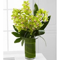 Vision Luxury Orchid Bouquet - 8 Stems