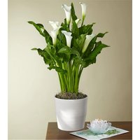 White Calla Lily Thinking of you Bundle - FedEx