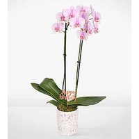 Pink Birthday Bliss Orchid - FedEx