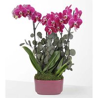Enchanting Purple Orchid - FedEx