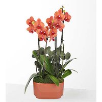Sunset Orchid Garden - FedEx