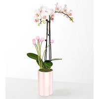 Soft Beauty Pink and White Orchid - FedEx
