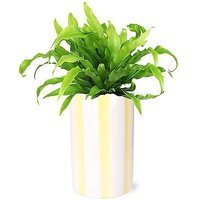 Leafy Bird's Nest Fern - FedEx