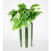 Pure Joy Pothos Plant - FedEx