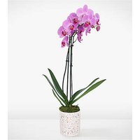 Cheerful Orchid Charm - FedEx
