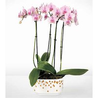 Pink and Pretty Orchid Garden - FedEx