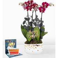 Purple Birthday Orchid Garden - Orchid Garden with Pick and Card - FedEx