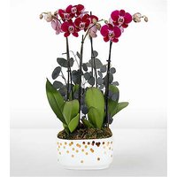 Purple Enchantment Orchid Garden - FedEx