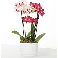 Let Love Grow Orchid Duo - FedEx