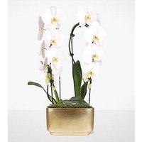 White Waterfall Orchid Garden - FedEx
