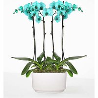 Tuquoise Oasis Orchid Garden - FedEx