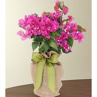 Bougainvillea Plant - FedEx
