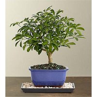 Indoor Hawaiian Umbrella Bonsai - FedEx
