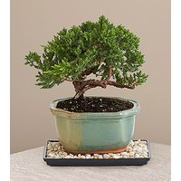 Juniper Bonsai Tree - FedEx