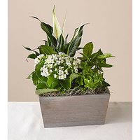 Peaceful White Garden - FedEx