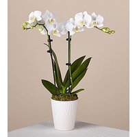 Bliss White Orchid - FedEx